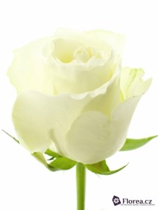 Bílá růže prodej