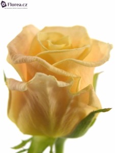 Krémová růže - prodej
