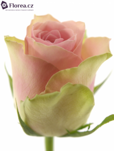 Růžová růže - světle růžová - prodej