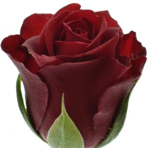 Řezané růže - Červená růže FURIOSA 50cm (S)