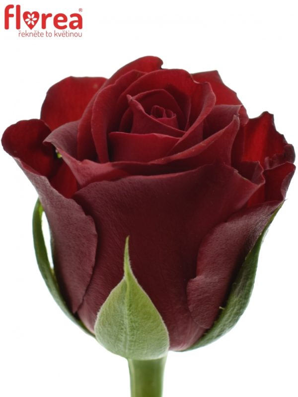 Řezané růže - Červená růže FURIOSA 50cm (S)