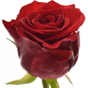 Řezané růže - Červená růže RED EAGLE 60cm (L)