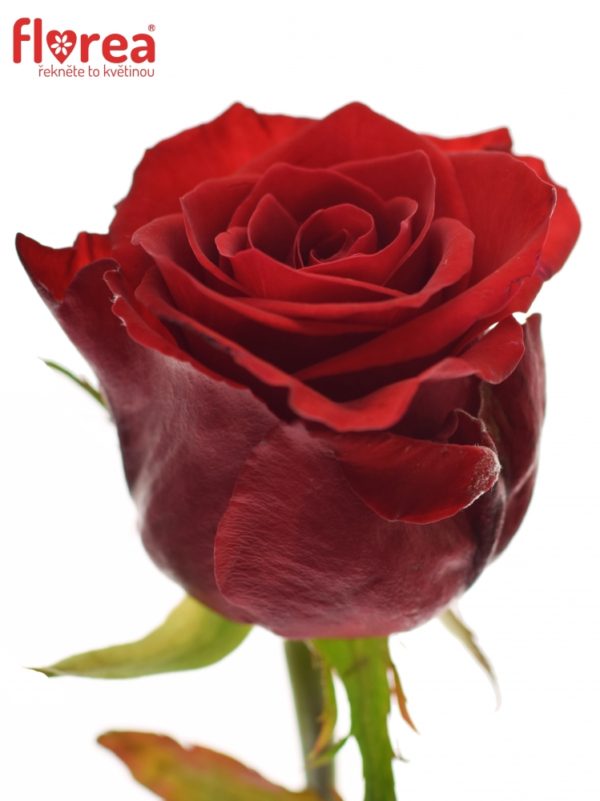 Řezané růže - Červená růže RED EAGLE 60cm (L)