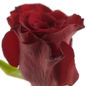 Řezané růže - Červená růže RED PARIS 50cm