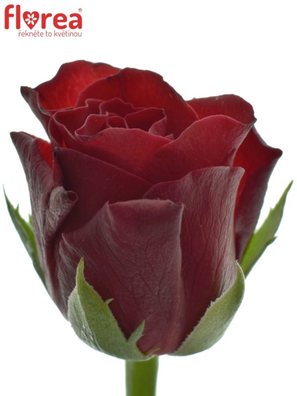 Řezané růže - Červená růže TORERO 40cm (S)