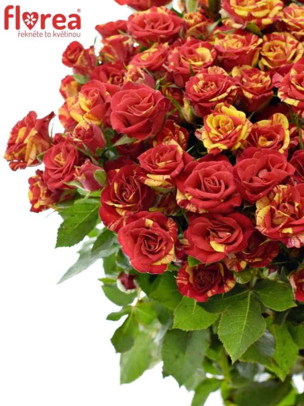 Řezané růže - Červenožlutá růže FIRE FLASH 50cm/4+