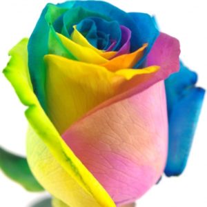 Řezané růže - Duhová růže RAINBOW 65cm (M)