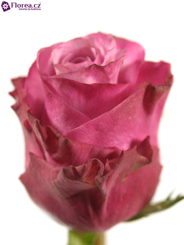 Řezané růže - Fialová růže DEEP WATER 50cm (M)