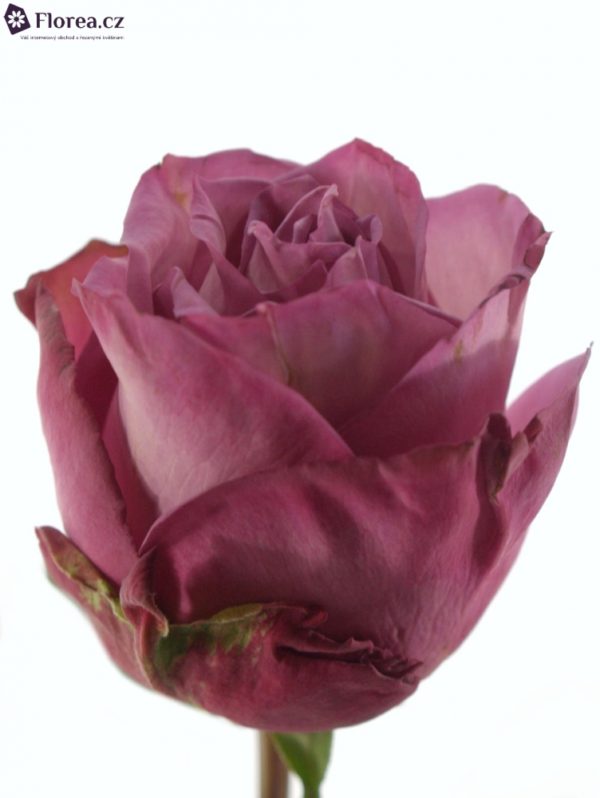 Řezané růže - Fialová růže MOODY BLUES 60cm (L)