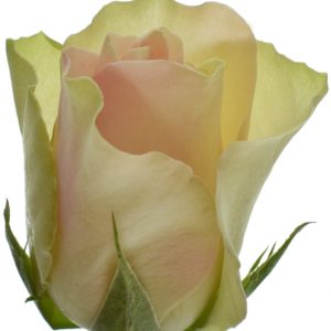 Řezané růže - Krémovozelená růže LA BELLE 50cm (S)