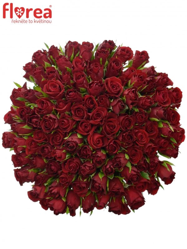 Kytice - Kytice 100 červených růží FURIOSA 50cm