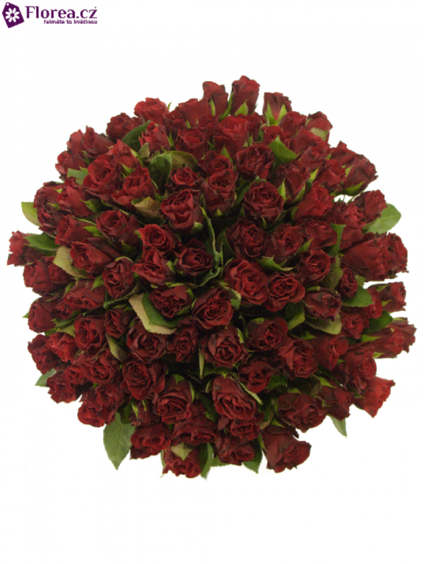 Kytice - Kytice 100 červených růží TORERO 40cm (S)
