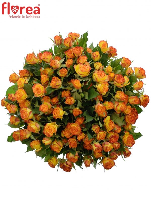 Kytice - Kytice 100+ květů růží EYELINER 50cm