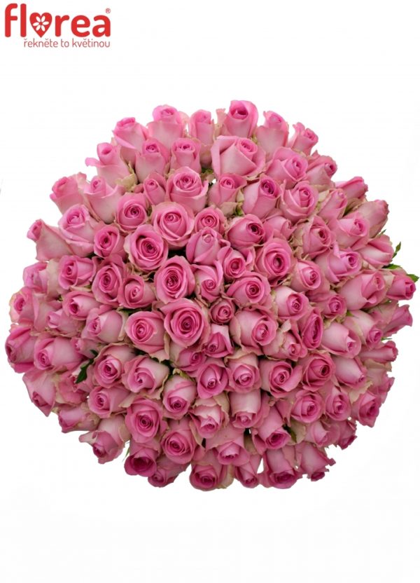 Kytice - Kytice 100 růžových růží REVIVAL 50cm