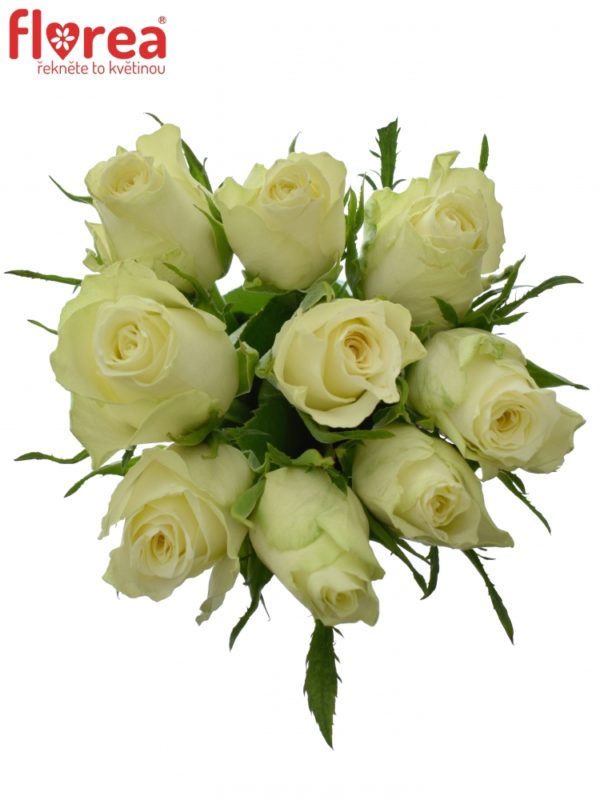 Kytice - Kytice 9 bílých růží ATHENA 35cm