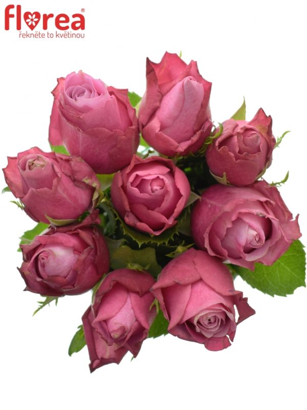 Kytice - Kytice 9 fialových růží DEEP WATER 50cm