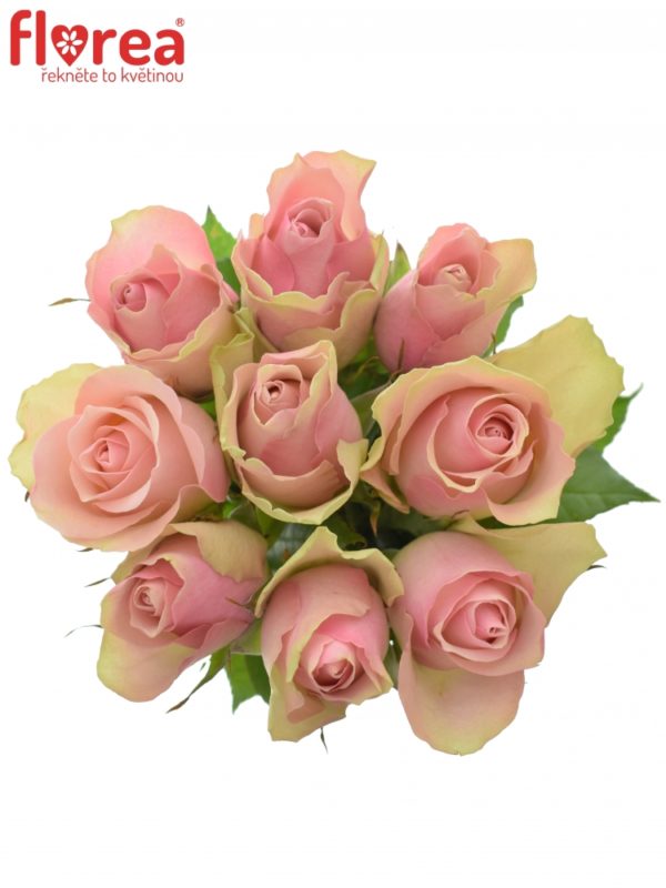 Kytice - Kytice 9 růžových růží BELLE ROSE 50cm