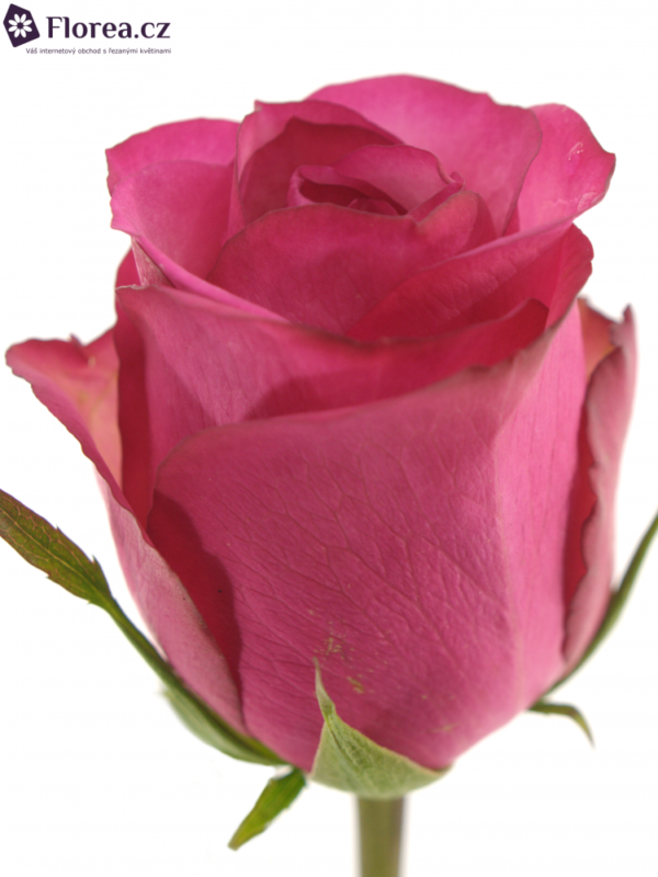 Řezané růže - Fialovobílá růže ISADORA 60cm