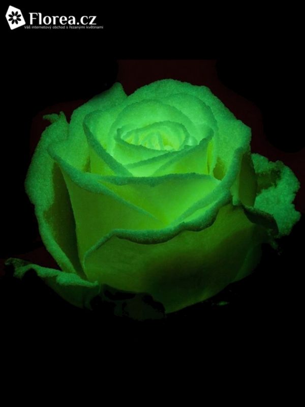 Řezané růže - Svítící růže AVALANCHE GLOW 60cm (L)