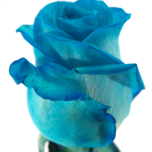 Řezané růže - Modrá růže LIGHT BLUE VENDELA 60cm (M)
