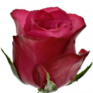 Řezané růže - Fialová růže GRAND EUROPE 60cm (S)