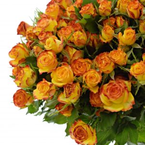 Řezané růže - Trsová růže EYELINER 50cm/4+