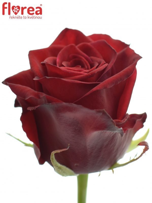 Řezané růže - Rudá růže TESTAROSSA 70cm (L)
