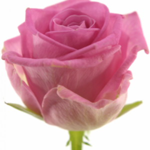 Řezané růže - Růžová růže AQUA 60cm (M)