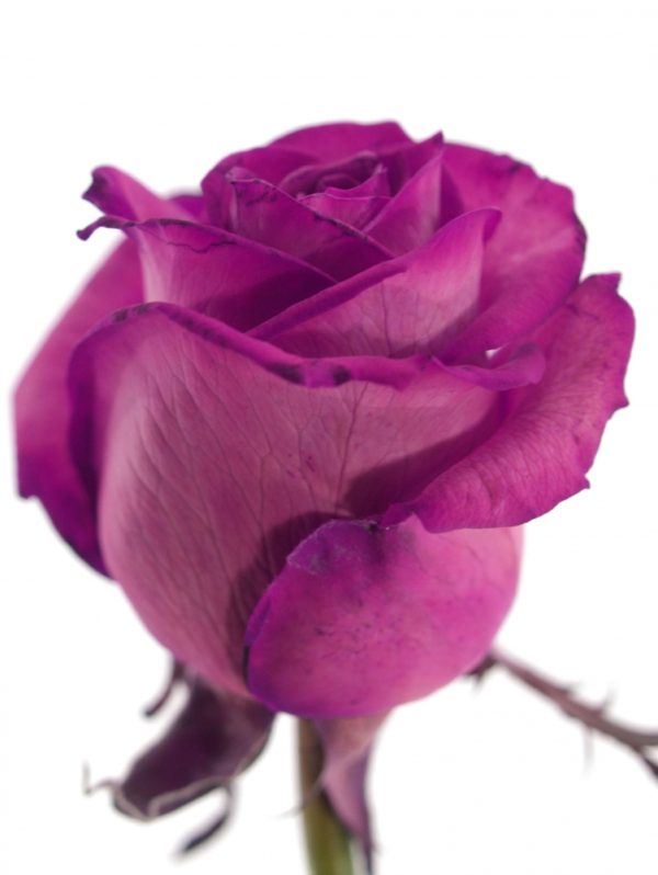 Řezané růže - Růžová růže CERISE VENDELA 60cm (M)