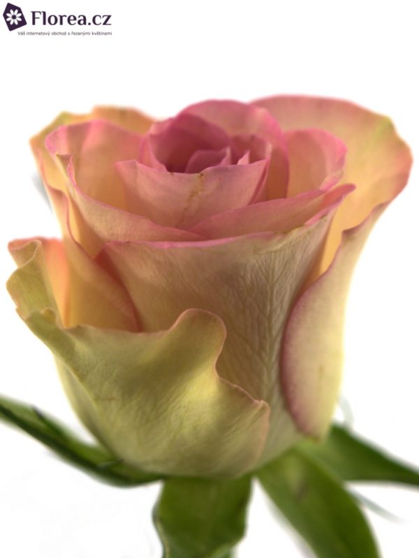 Řezané růže - Růžová růže GLOW! 50cm (M)