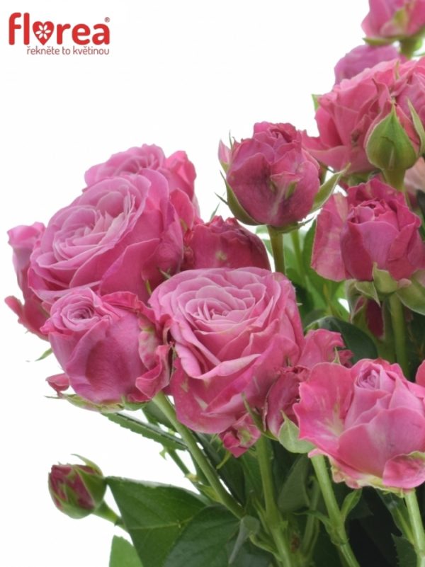 Řezané růže - Růžová růže LADY BOMBASTIC 70cm/5+ (M)