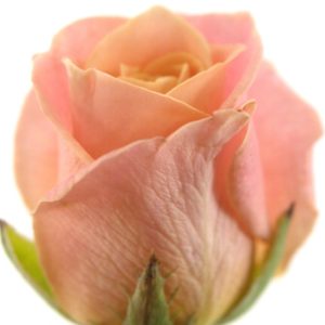 Řezané růže - Růžová růže MISS PIGGY+ 50cm (M)