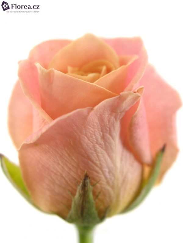 Řezané růže - Růžová růže MISS PIGGY+ 50cm (M)