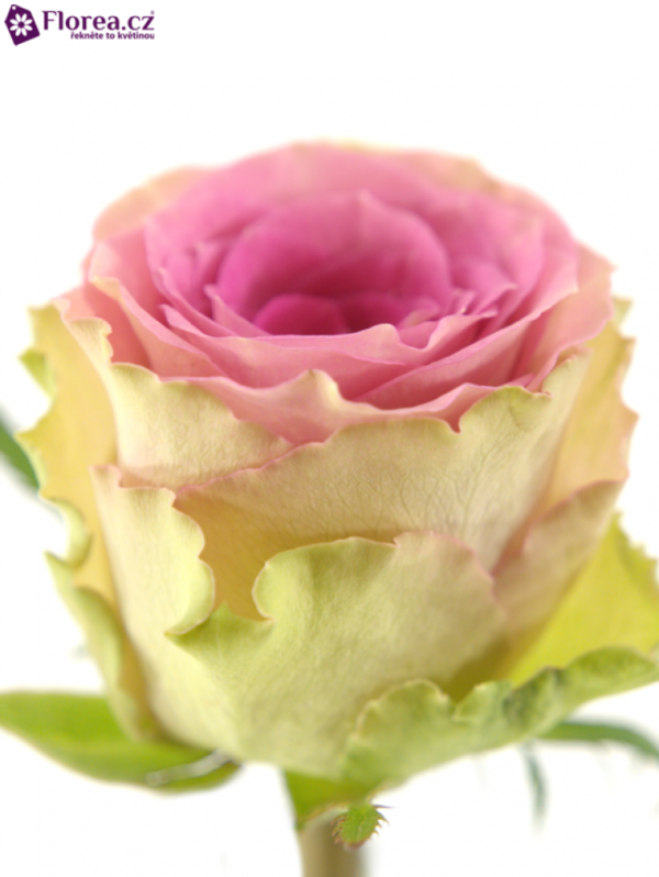 Řezané růže - Růžová růže TIMES SQUARE 50cm (M)