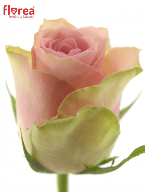 Řezané růže - Růžovozelená růže BELLE ROSE 50cm (M)